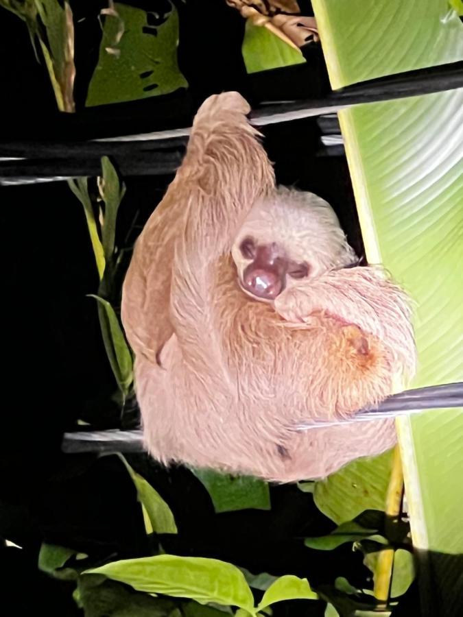 Whispering Wisdom Vila Cahuita Exterior foto